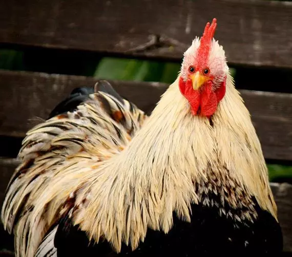 這就是為什麼動物的眼睛都「長在兩側」!如果「長在正前方」會變….金魚讓我笑到無法換氣!