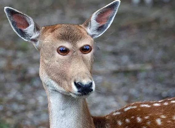 這就是為什麼動物的眼睛都「長在兩側」!如果「長在正前方」會變….金魚讓我笑到無法換氣!