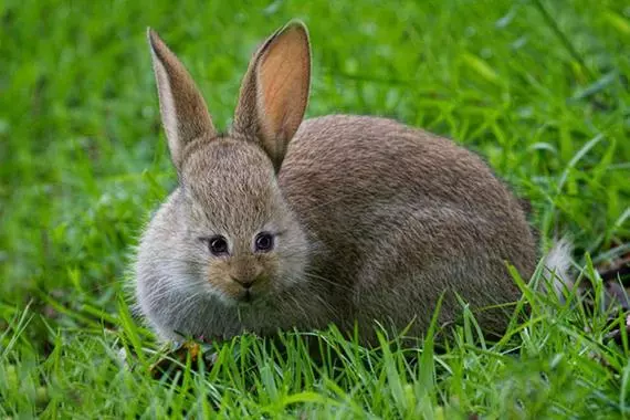 這就是為什麼動物的眼睛都「長在兩側」!如果「長在正前方」會變….金魚讓我笑到無法換氣!