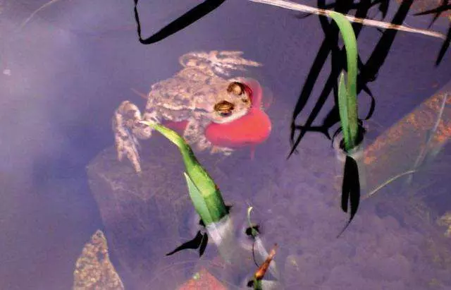 超懶惰蟾蜍「騎著金魚」不肯自己游,男子看不下去「用樹枝分開後」發生了意想不到的事!
