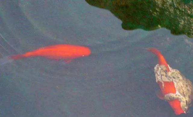 超懶惰蟾蜍「騎著金魚」不肯自己游,男子看不下去「用樹枝分開後」發生了意想不到的事!