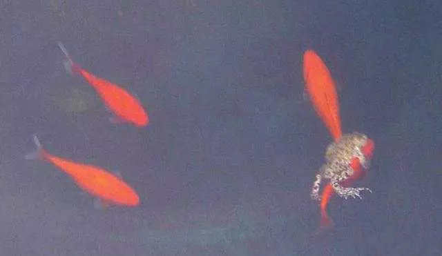 超懶惰蟾蜍「騎著金魚」不肯自己游,男子看不下去「用樹枝分開後」發生了意想不到的事!