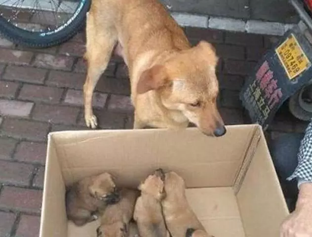 土狗在肉場上認出自己孩子,含淚哀求,主人照賣不誤,後來結局變了!