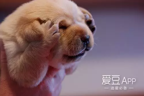 [EXO][新聞]181228 第33屆金唱片特別專訪公開，EXO是K-POP音樂史無法刪除的存在！