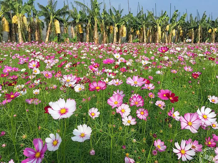 過年要去哪裡玩?本以為「池上花海」已經夠猛,沒想到一看到「這個美景」後…我說不出話了!