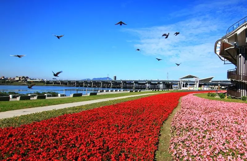 過年要去哪裡玩?本以為「池上花海」已經夠猛,沒想到一看到「這個美景」後…我說不出話了!