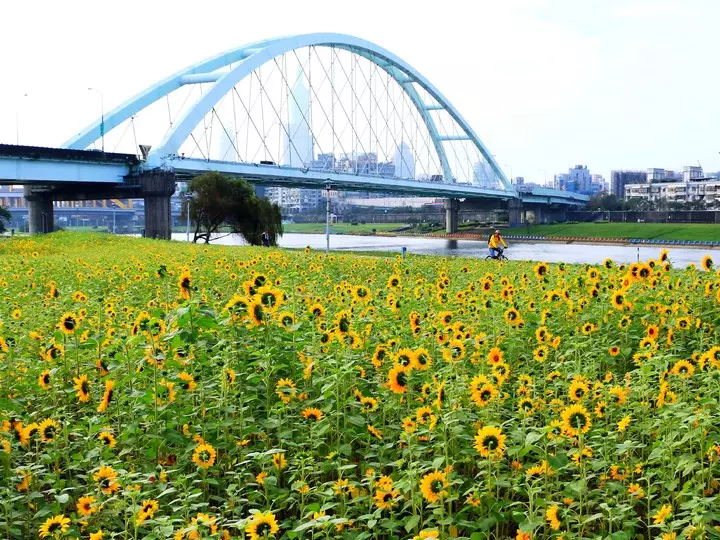 過年要去哪裡玩?本以為「池上花海」已經夠猛,沒想到一看到「這個美景」後…我說不出話了!