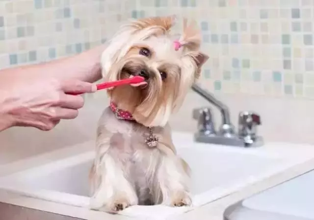 狗狗流口水與品種有關,盤點最愛流口水的十種狗狗