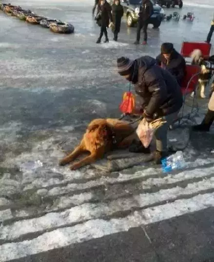 2018年,狗狗都經歷了什麼?