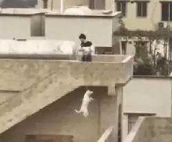 2018年,狗狗都經歷了什麼?
