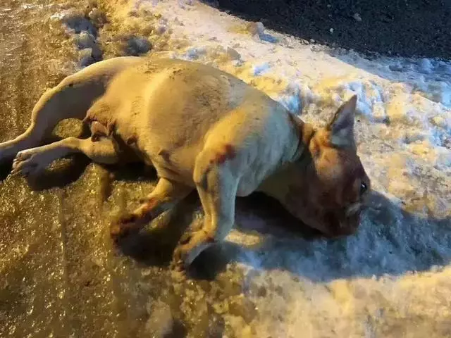 2018年,狗狗都經歷了什麼?