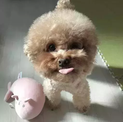 2018年,狗狗都經歷了什麼?