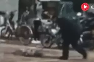 2018年,狗狗都經歷了什麼?