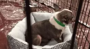 2018年,狗狗都經歷了什麼?