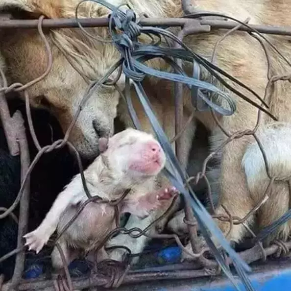 2018年,狗狗都經歷了什麼?