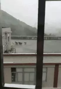 2018年,狗狗都經歷了什麼?