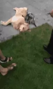 2018年,狗狗都經歷了什麼?