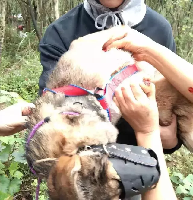 2018年,狗狗都經歷了什麼?