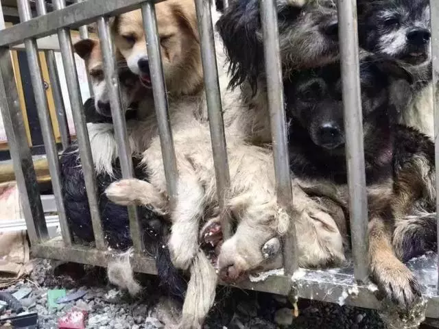 2018年,狗狗都經歷了什麼?