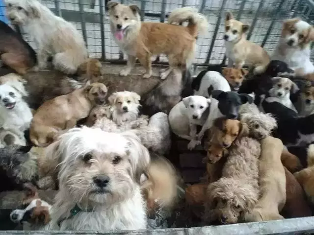 2018年,狗狗都經歷了什麼?