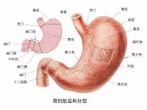 如果你身邊有人胃不好,趕緊存起來吧
