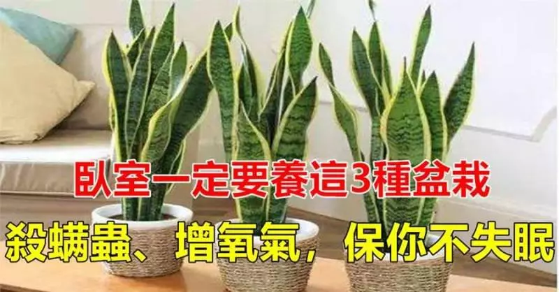 臥室一定要養這「3種」小盆栽,能殺蟎蟲、增氧氣,家人「不失眠」