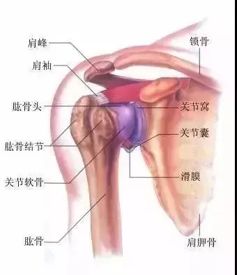 辦公久坐「脊椎走位」腰酸背好痛?老師教你「11個伸展動作」恢復正位順便練出美人肩~