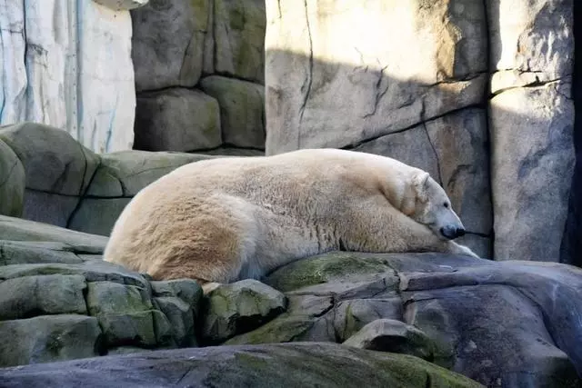 為什麼出國旅遊不要再去海洋館?這就是原因!