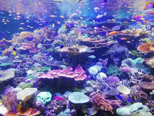 為什麼出國旅遊不要再去海洋館?這就是原因!