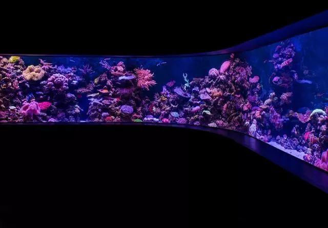 為什麼出國旅遊不要再去海洋館?這就是原因!