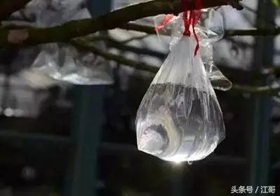 塑料袋裝點水掛在窗邊太管用了,解決了家家戶戶的煩惱