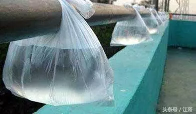 塑料袋裝點水掛在窗邊太管用了,解決了家家戶戶的煩惱