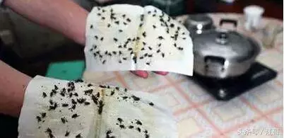 塑料袋裝點水掛在窗邊太管用了,解決了家家戶戶的煩惱