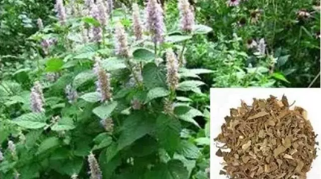 體內濕氣重怎麼辦?堅持在泡腳水裡加上4種料,有利於祛除濕氣