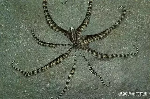科學家認為章魚並非是來自地球,為什麼這麼說?
