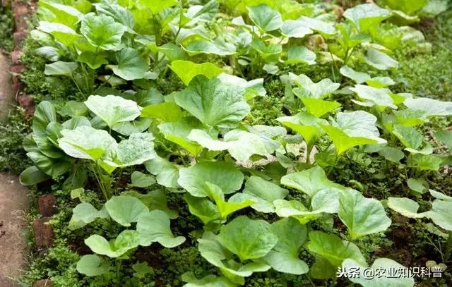 五菜之首的葵菜,口感滑利鮮嫩,治肺熱咳嗽消水腫治便秘