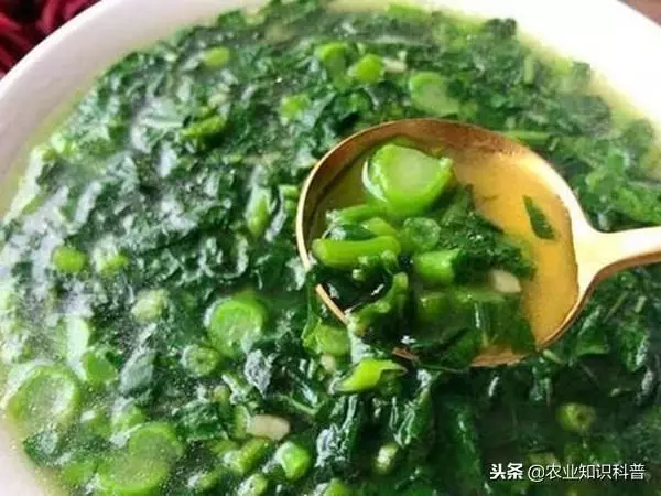 五菜之首的葵菜,口感滑利鮮嫩,治肺熱咳嗽消水腫治便秘