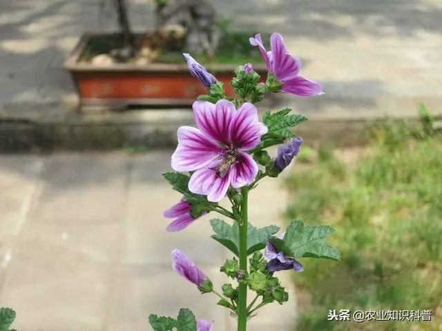 五菜之首的葵菜,口感滑利鮮嫩,治肺熱咳嗽消水腫治便秘