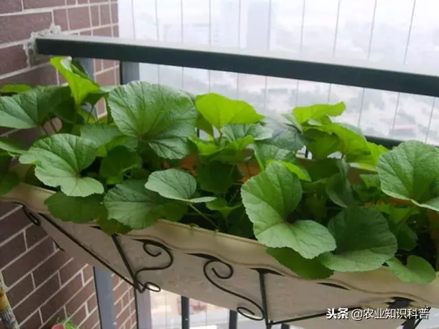 五菜之首的葵菜,口感滑利鮮嫩,治肺熱咳嗽消水腫治便秘