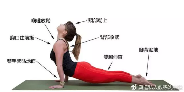 上犬式──強化背肌與改善氣喘!