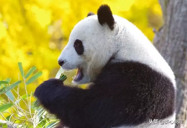 心理測試:第一眼看到什麼,測試你骨子裡是哪種動物?