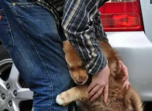 狗狗與主人每當離別之際,看到狗狗不捨的表情讓人淚奔