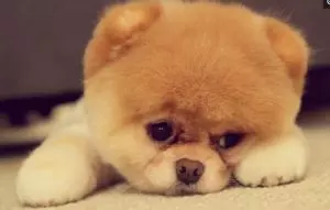 狗狗與主人每當離別之際,看到狗狗不捨的表情讓人淚奔