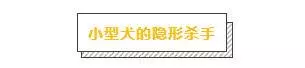 大部分確診心臟病的狗狗,都是因為主人們誤以為它們感冒了
