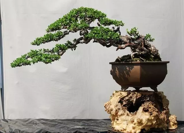 養花高手怎麼做盆景?用上這「3步」搖身變成「高價盆景」!