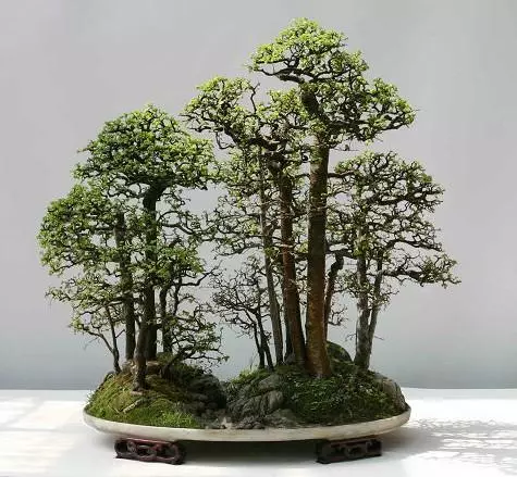 養花高手怎麼做盆景?用上這「3步」搖身變成「高價盆景」!