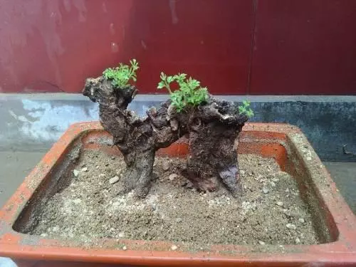 養花高手怎麼做盆景?用上這「3步」搖身變成「高價盆景」!
