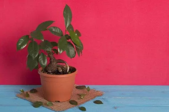 養花高手怎麼做盆景?用上這「3步」搖身變成「高價盆景」!