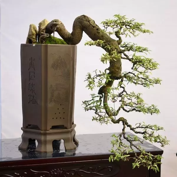 養花高手怎麼做盆景?用上這「3步」搖身變成「高價盆景」!