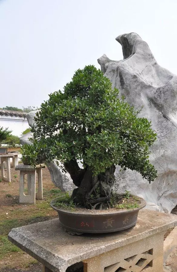 養花高手怎麼做盆景?用上這「3步」搖身變成「高價盆景」!